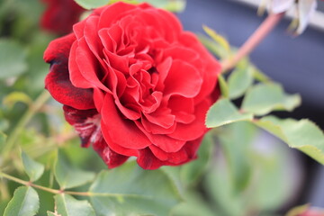 Blume