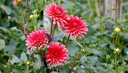 Blume