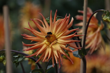 Blume