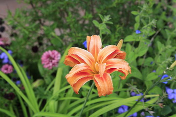 orange tiger lily