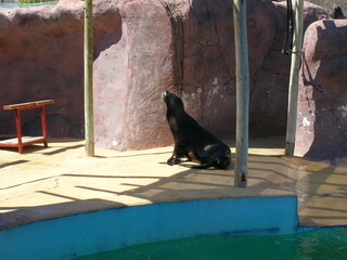 foca