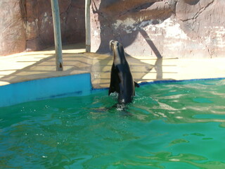 foca © JMQDuque