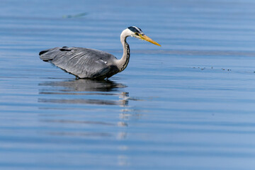 Graureiher beim Fischfang