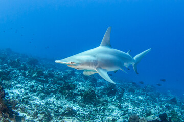 Obraz premium Hammerhead shark, French Polynesia