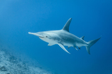 Hammerhead shark, French Polynesia