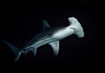 Hammerhead shark, French Polynesia