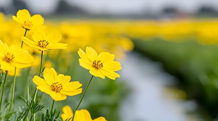 Fototapeta premium Vibrant Yellow Flowers Dance in the Breezy Meadow, Reflecting Nature's Joyful Abundance and Beauty. River, Water Reflection, Nostalgic Feel, Cute Concept