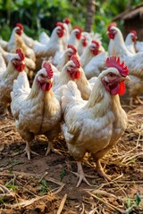 Fototapeta premium Chickens that Thai farmers prefer to raise in their households 