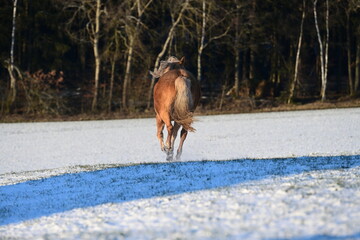 Pure Lebensfreude. Palomino galoppiert über schneebedeckte Wiese in der Wintersonne