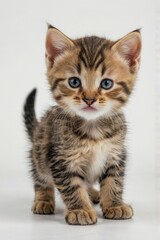 Obraz premium Cute tabby kitten playing on white background