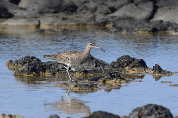 Eurasian whimbrel at the beach (Fuerteventura, Spain)