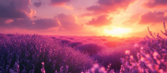Fototapeta premium A field of purple lavender flowers bathed in the warm glow of a setting sun, with soft clouds in the sky.