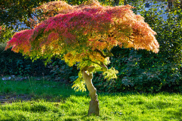 glowing acer tree during autumn evening sunlight