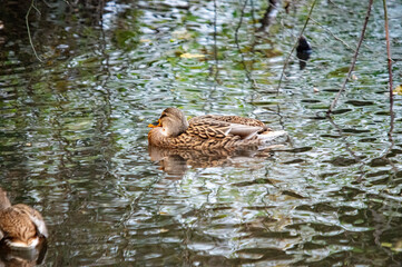 Weibliche Stockente auf dem Wasser