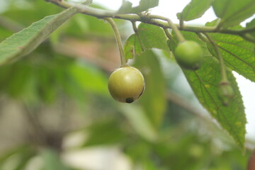 Muntingia calabura, jamaica cherry on tree