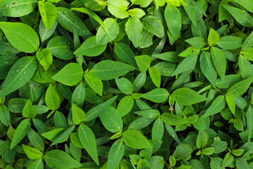 Close-up view of a dense ground cover of vibrant green leaves, interwoven with slender vines and small, delicate white flowers.