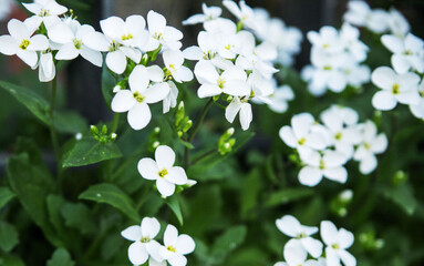 nature in Italy spring 2024