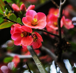 nature in Italy spring 2024