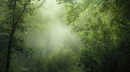 Fototapeta premium Misty Forest Path