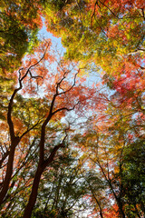 赤黄色に色づく木々　神戸市の高台,保久良神社で撮影