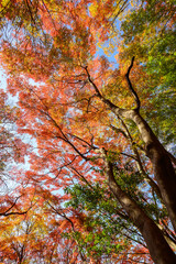 赤黄色に色づく木々　神戸市の高台 保久良神社で撮影