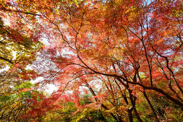 赤黄色に色づく木々　神戸市の高台,保久良神社で撮影