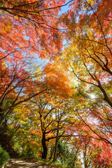 赤黄色に色づく木々　神戸市の高台保久良神社で撮影
