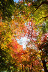 赤黄色に色づく木々　神戸市の高台保久良神社で撮影
