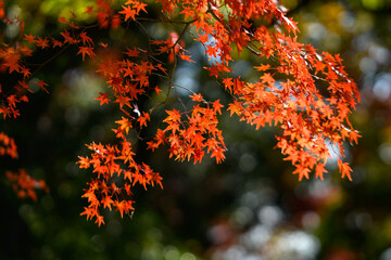 赤黄色に色づく木々　神戸市の高台保久良神社で撮影