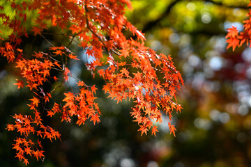 赤黄色に色づく木々　神戸市の高台保久良神社で撮影