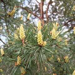 Pine in spring