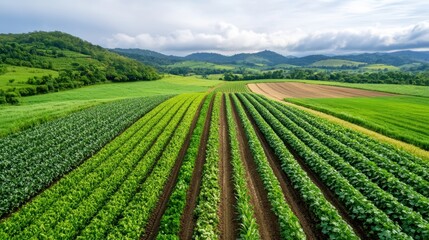 The aerial drone photo captures a lush landscape filled with a mosaic of different crops, harmoniously interspersed in a diverse pattern that follows permaculture and polyculture principles