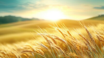 Obraz premium A mystical and serene golden landscape made with rolling hills of shimmering wheat fields, bathed in the warm glow of the setting sun