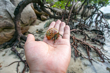 The hermit crab is an animal that represents the abundance of nature.