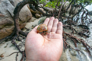 The hermit crab is an animal that represents the abundance of nature.