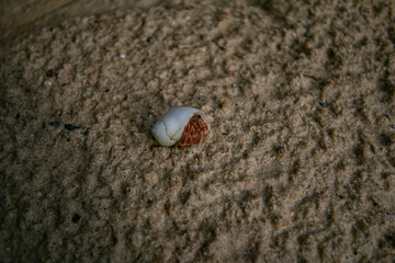 The hermit crab is an animal that represents the abundance of nature.
