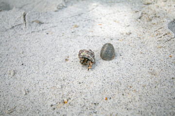 The hermit crab is an animal that represents the abundance of nature.