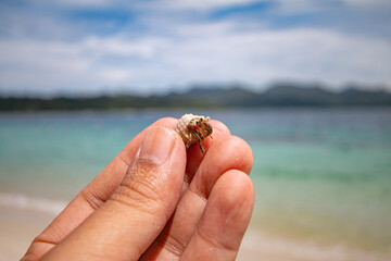 The hermit crab is an animal that represents the abundance of nature.