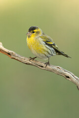 Male Eurasian siskin in a Mediterranean pine and oak forest at first light