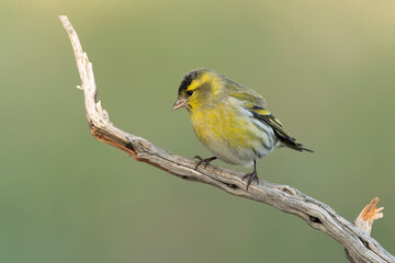 Male Eurasian siskin in a Mediterranean pine and oak forest at first light