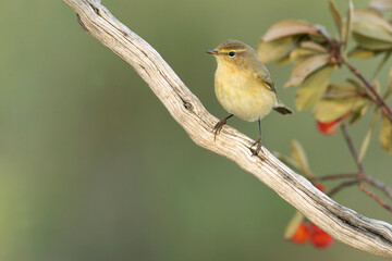 Iberian chiffchaff in a Mediterranean forest of pine and oak trees with the first light of an autumn day