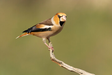 Male Hawfinch at a watering hole in a pine and oak forest at first light