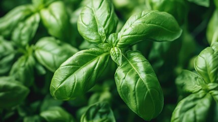 Close-up of hydroponic basil plants thriving in nutrient-rich water systems inside a spacious greenhouse