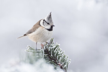 Crested tit in winter