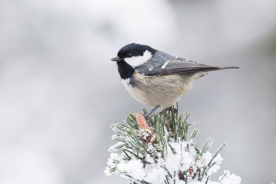 Coal tit in winter
