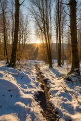 Forrest path with sun at the peaks of the tees in winter, Germany
