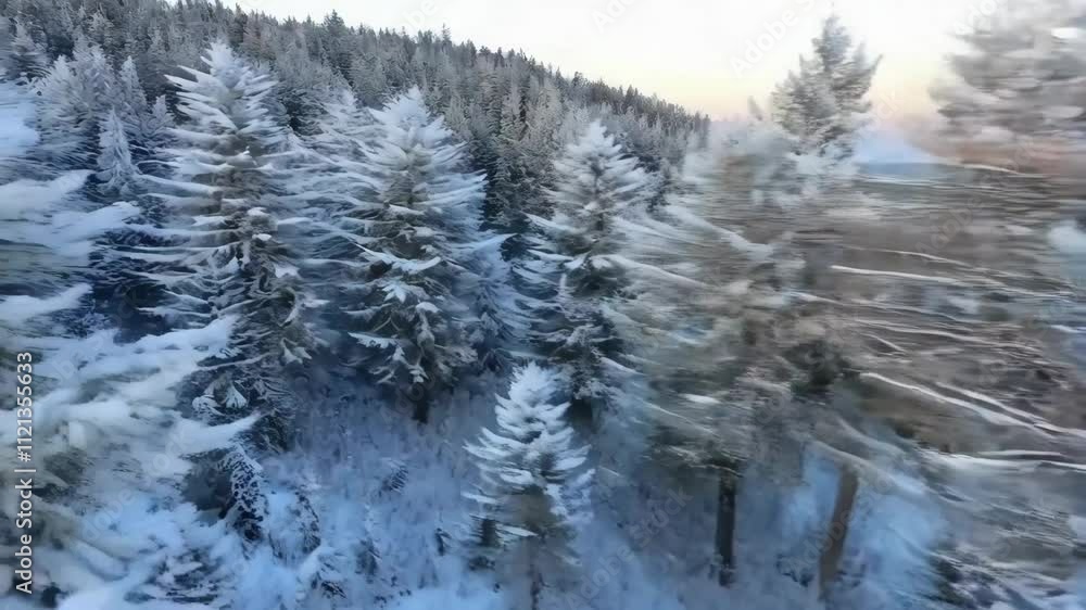 Poster frosted trees shimmer under the soft twilight glow in a tranquil forest, creating a peaceful winter 