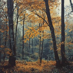 Autumnal forest scene with golden leaves and dark tree trunks.