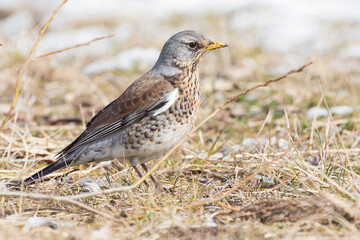 Portrait of a fieldfare (Turdus pilaris)