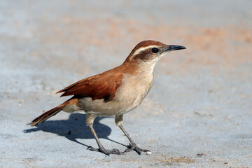 Wing-banded Hornero (Furnarius figulus) perched on a sidewalk.